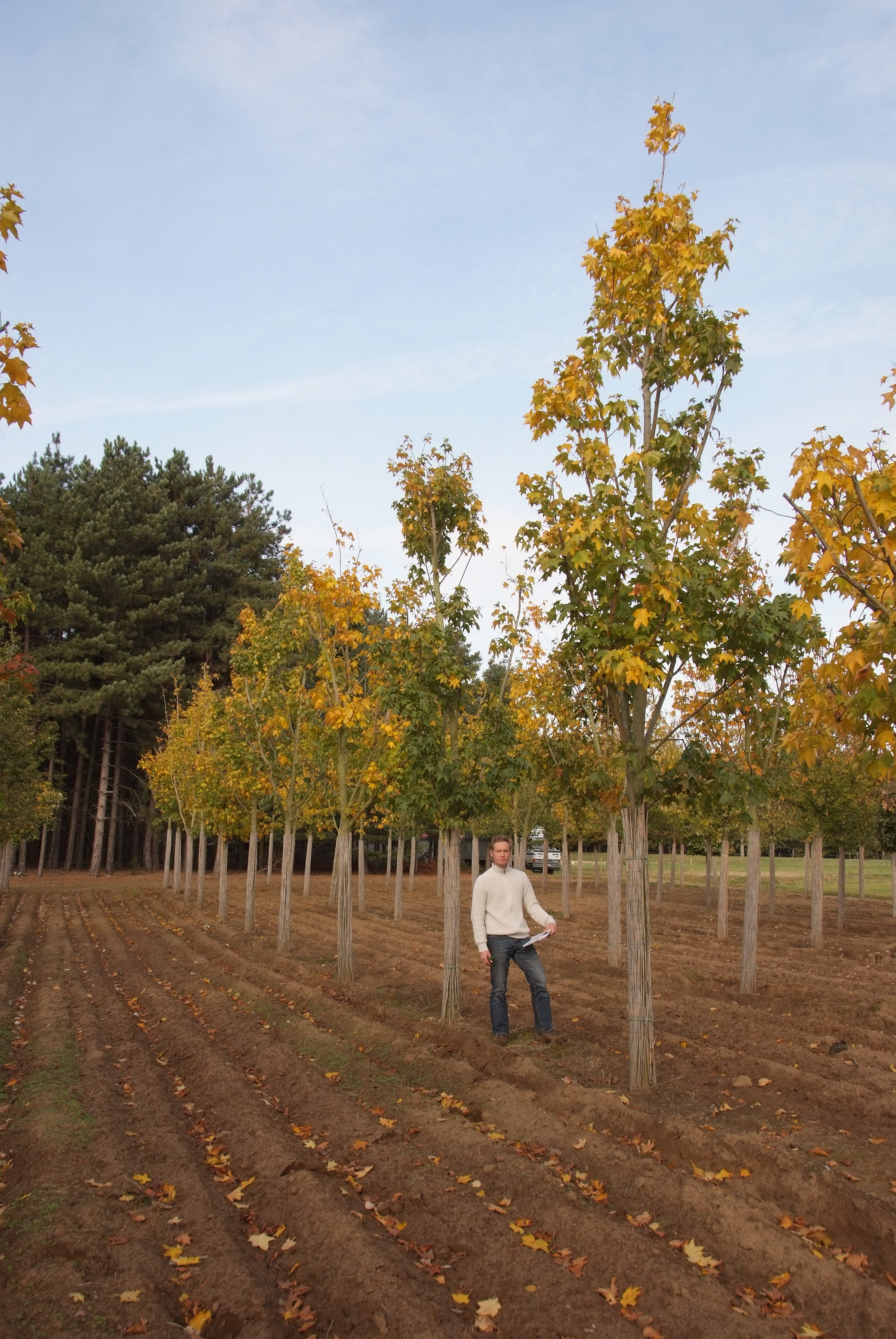 ცაცხვი - კაპადომიკუმი 